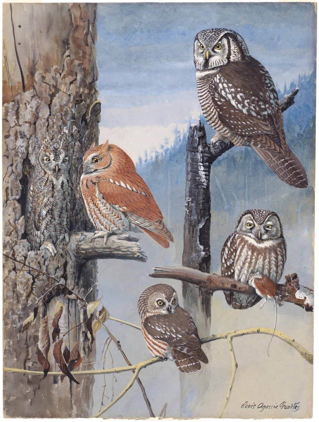 Plate 47: Hawk Owl, Schreech