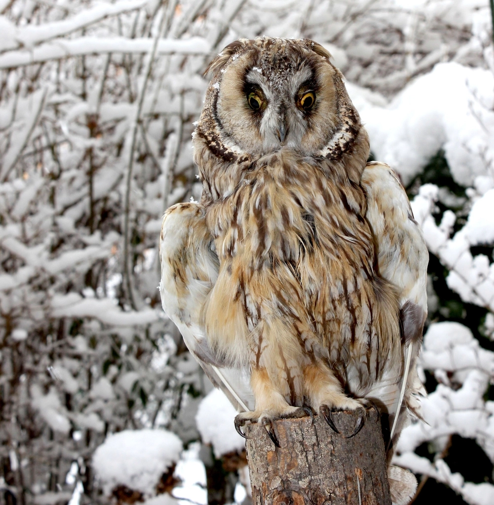 Long eared owl snow