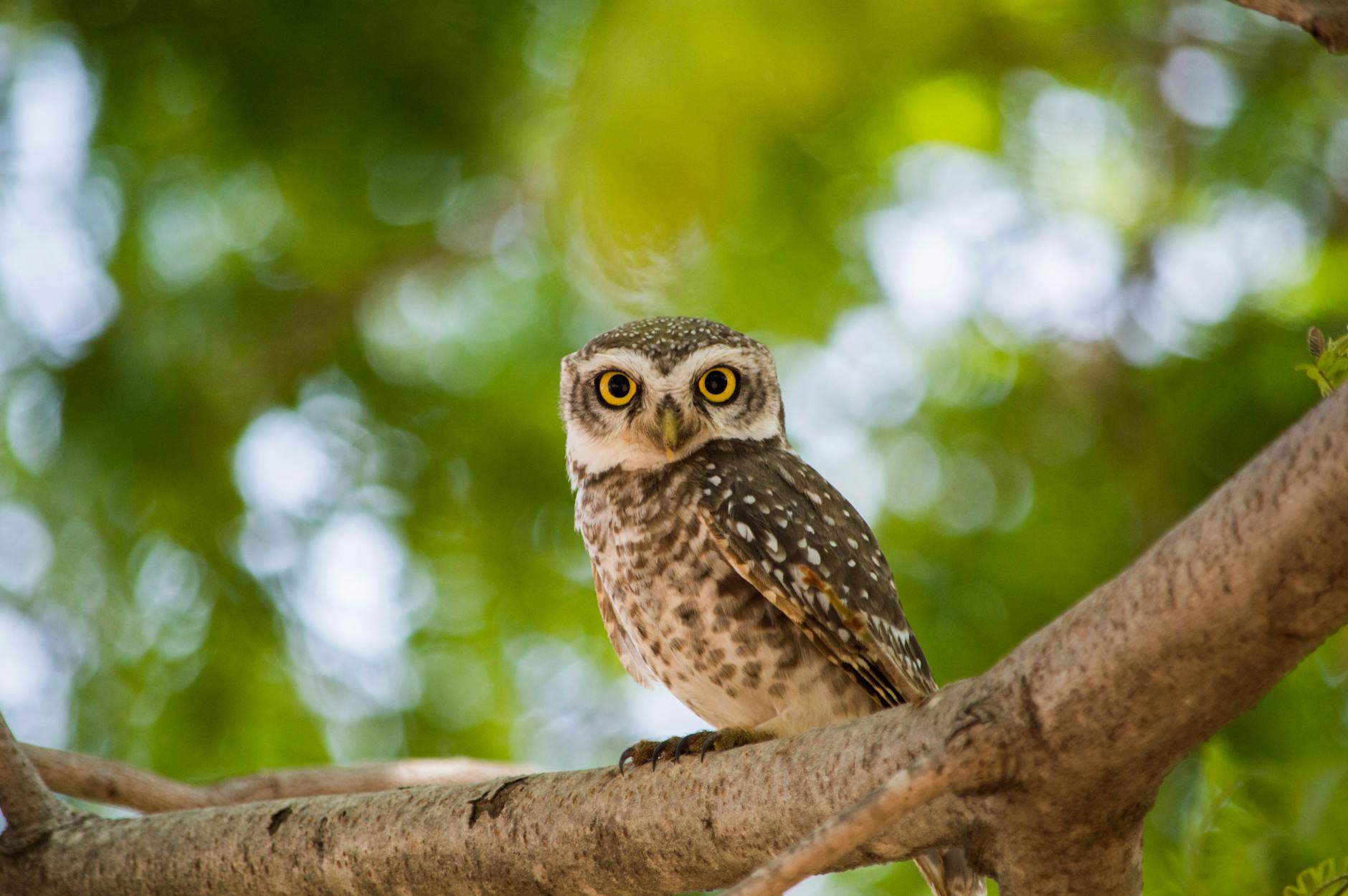 brown owl on tree branch