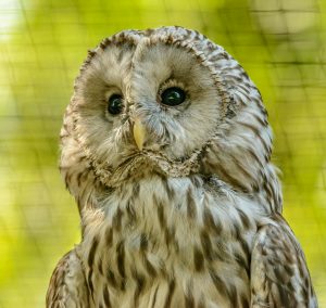 close up photo of an owl