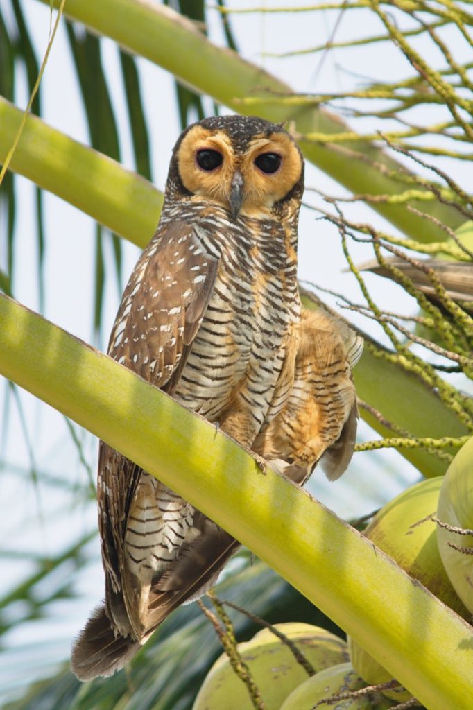 an owl perched on coconut tree