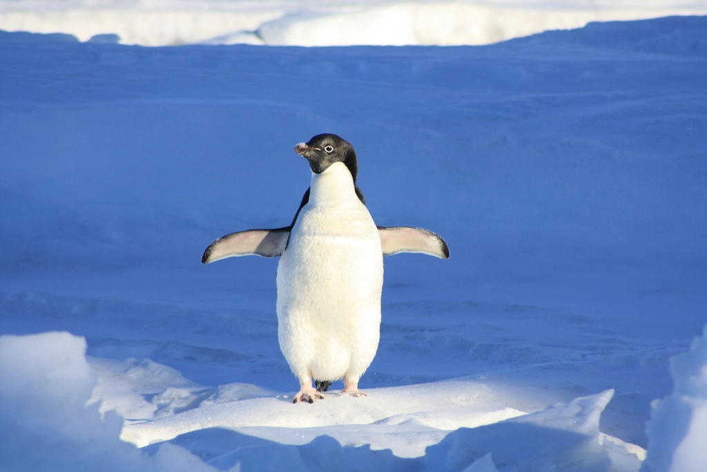 Free penguin Antarctica image