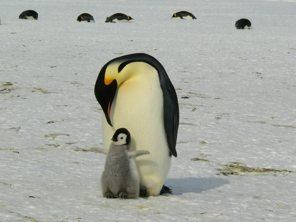 Emperor penguin baby penguin