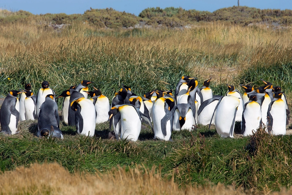 Group king penguin standing