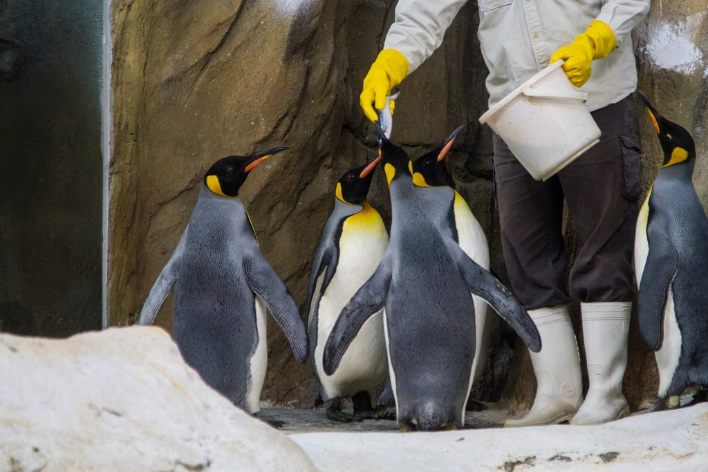 Penguins eating fish zoo