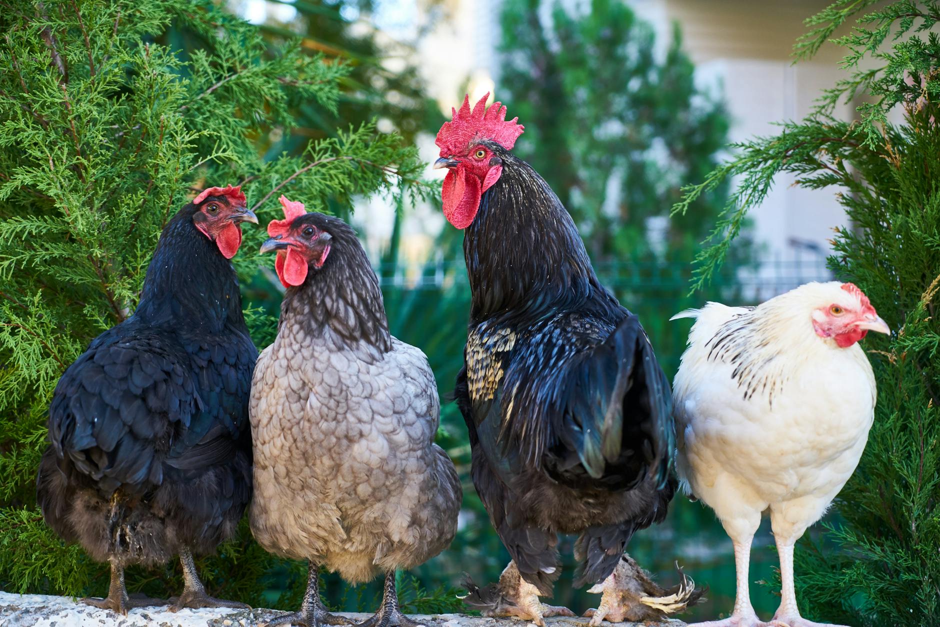 Read more about the article How to Raise Backyard Chickens for eggs