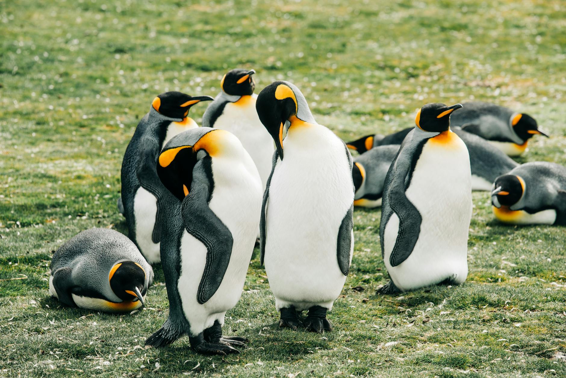 group of penguins on green grass