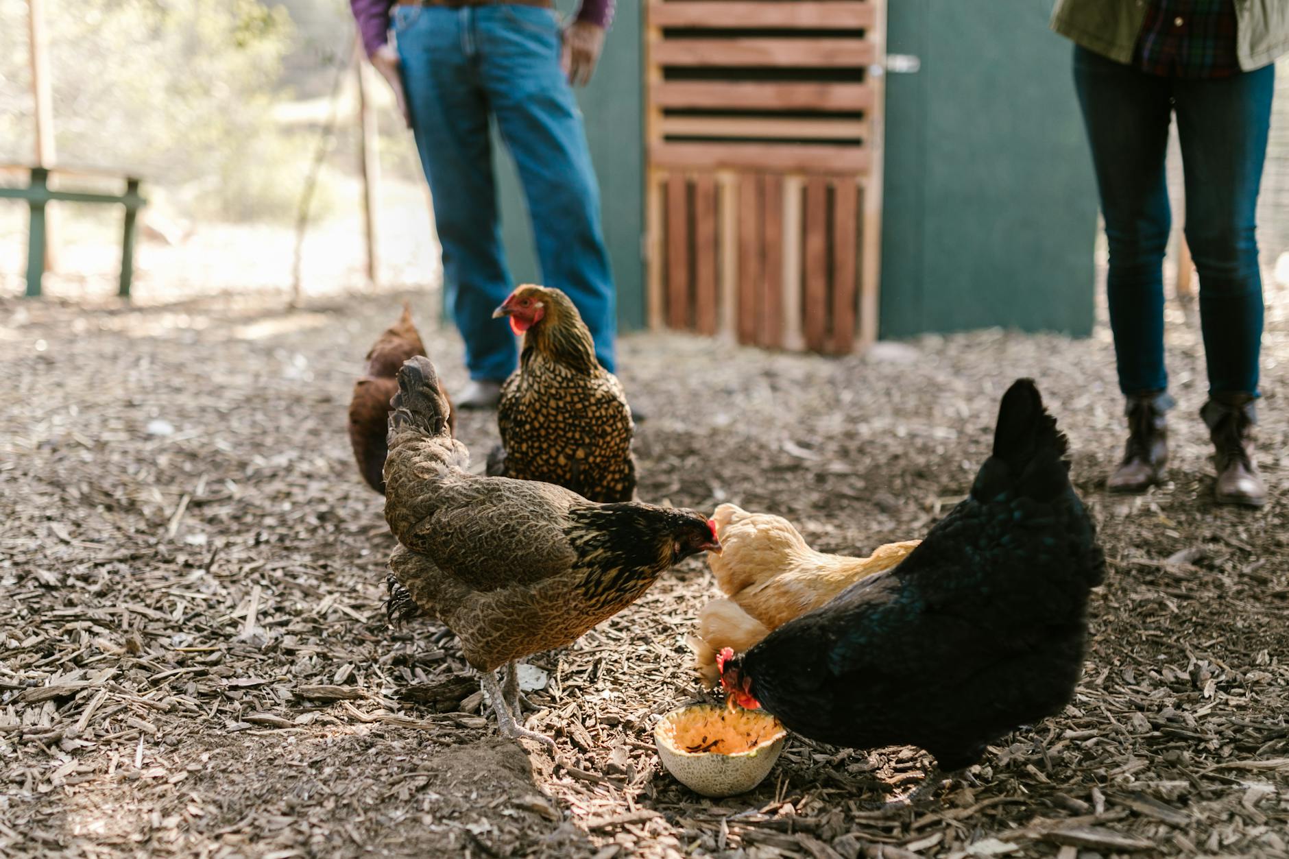 close up photo of hens eating