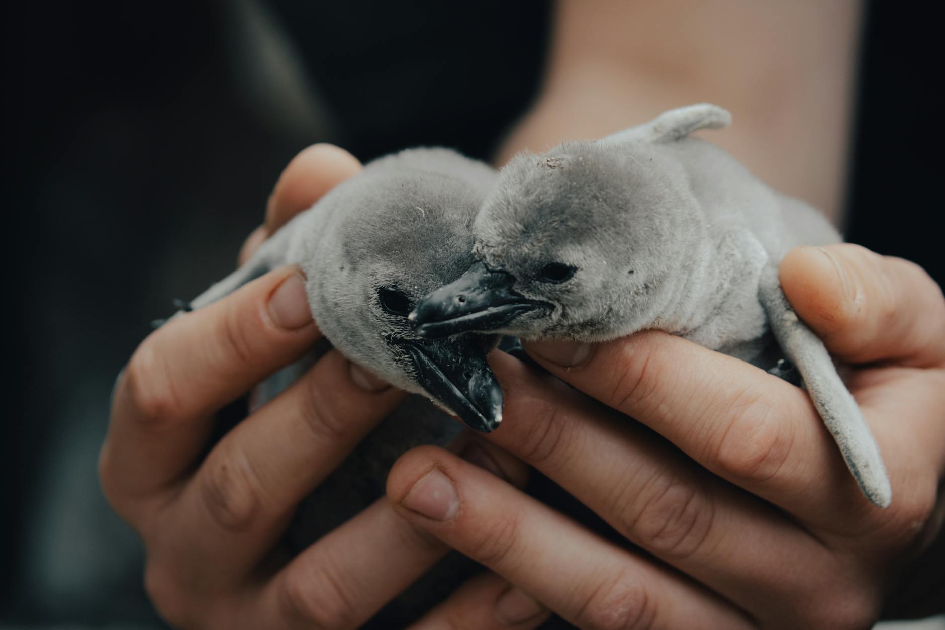 person holding two grey baby penguins