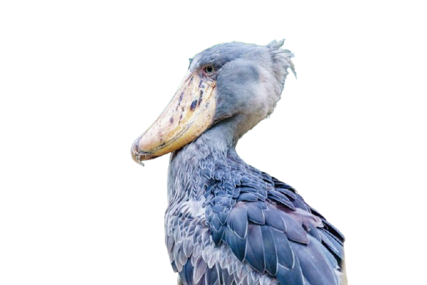 Shoebill Stork