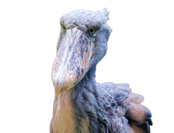 Shoebill Stork 2