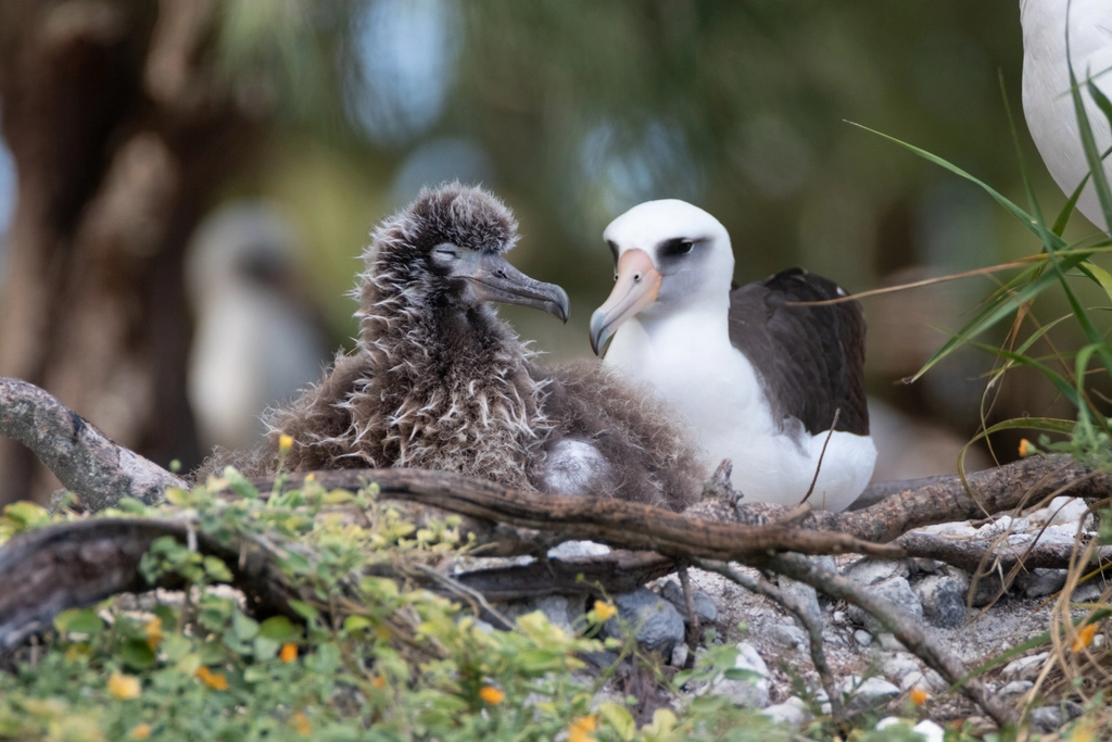 Laysan albatross MidwayAn adult mōlī