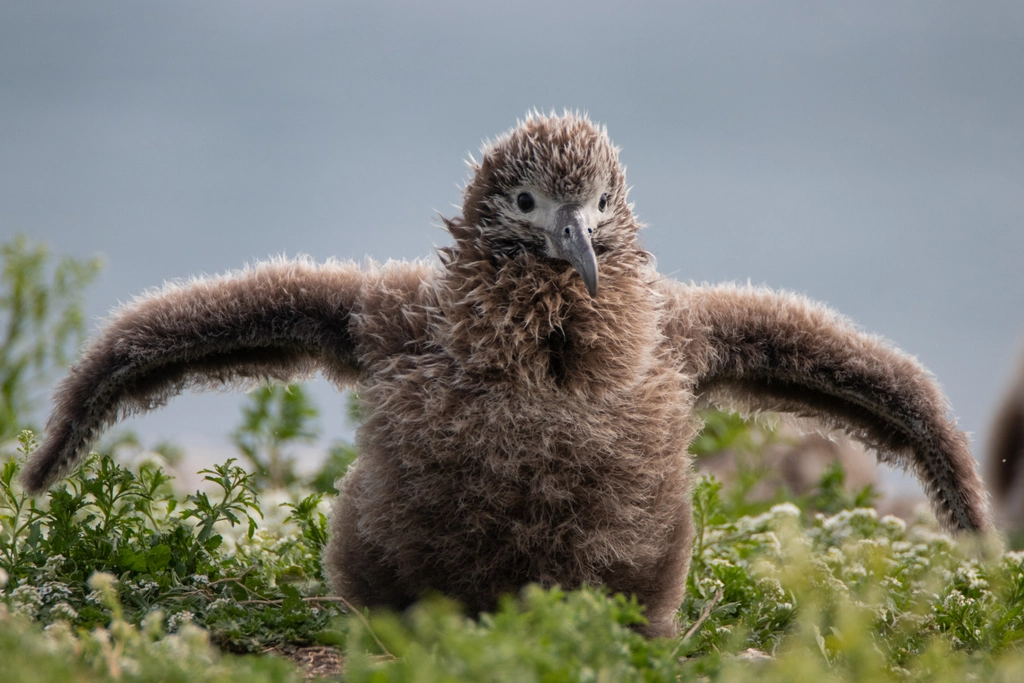 Molī (Laysan albatross) chick