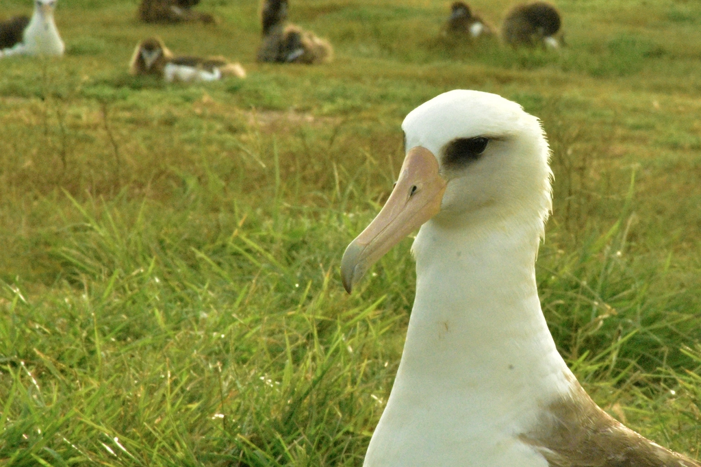 Midway 2022Mōlī (Laysan Albatross) Photo Jordan