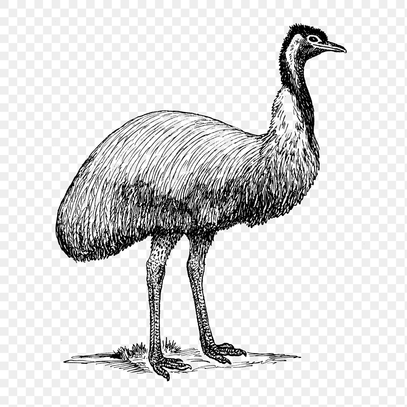 Emu png line art animal