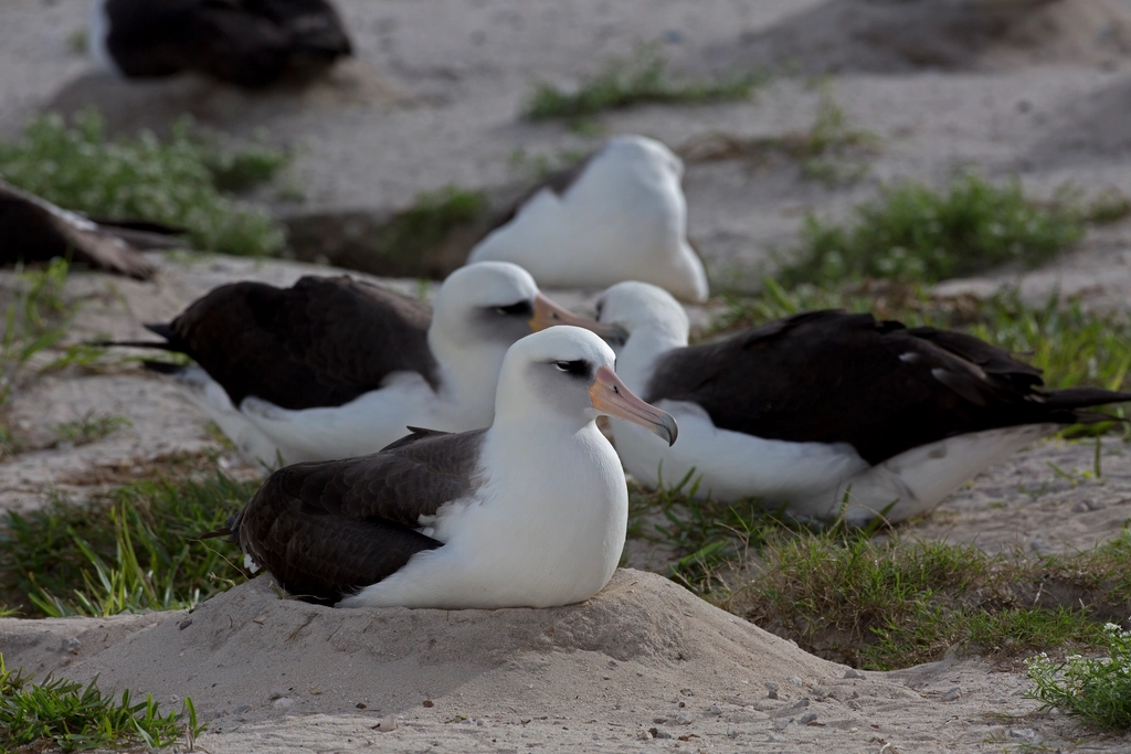 Wisdom the albatross bird