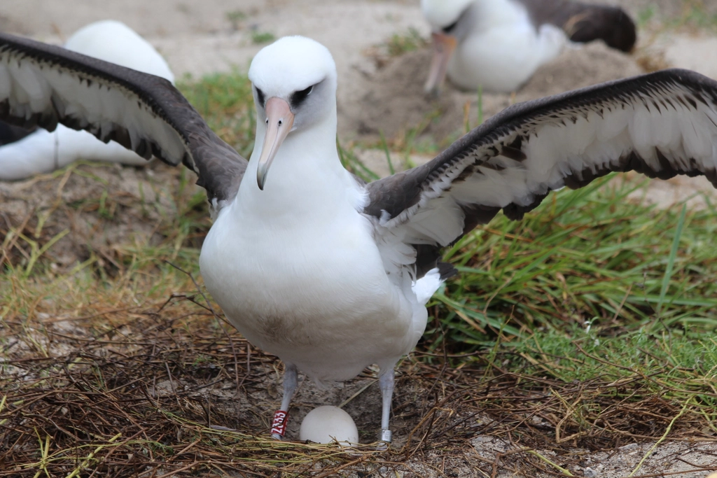 Wisdom the albatross bird