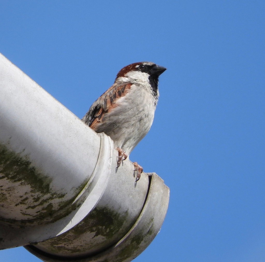 Sparrow. Original public domain image