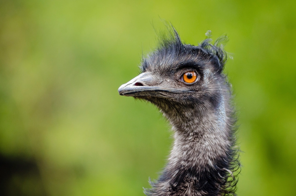 Emu bird, animal photography