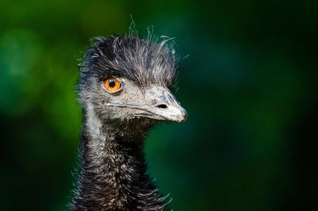 Emu bird, animal photography