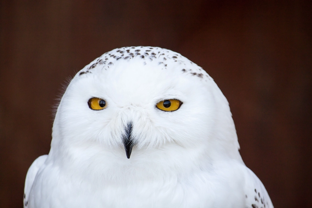 Snowy owl head close up