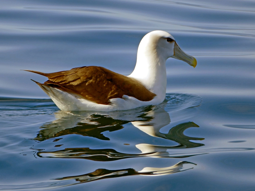 white-capped albatross (Thalassarche cauta steadi)