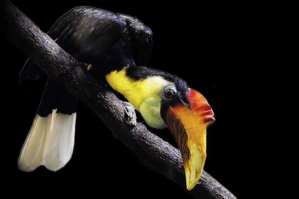 Hornbill bird, animal photography