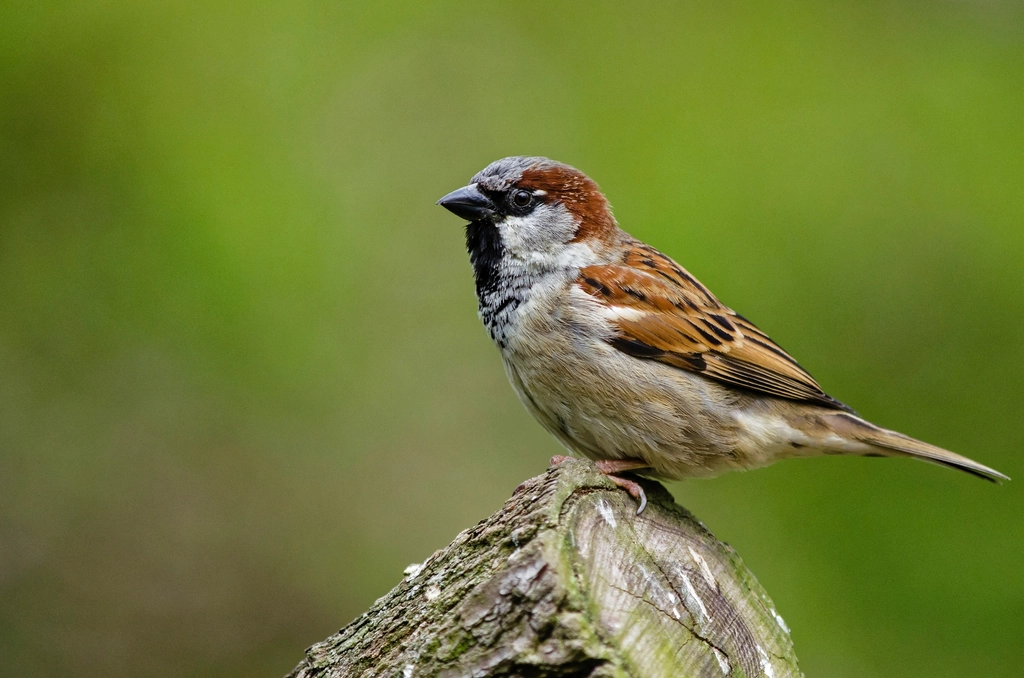 Free house sparrow nature background