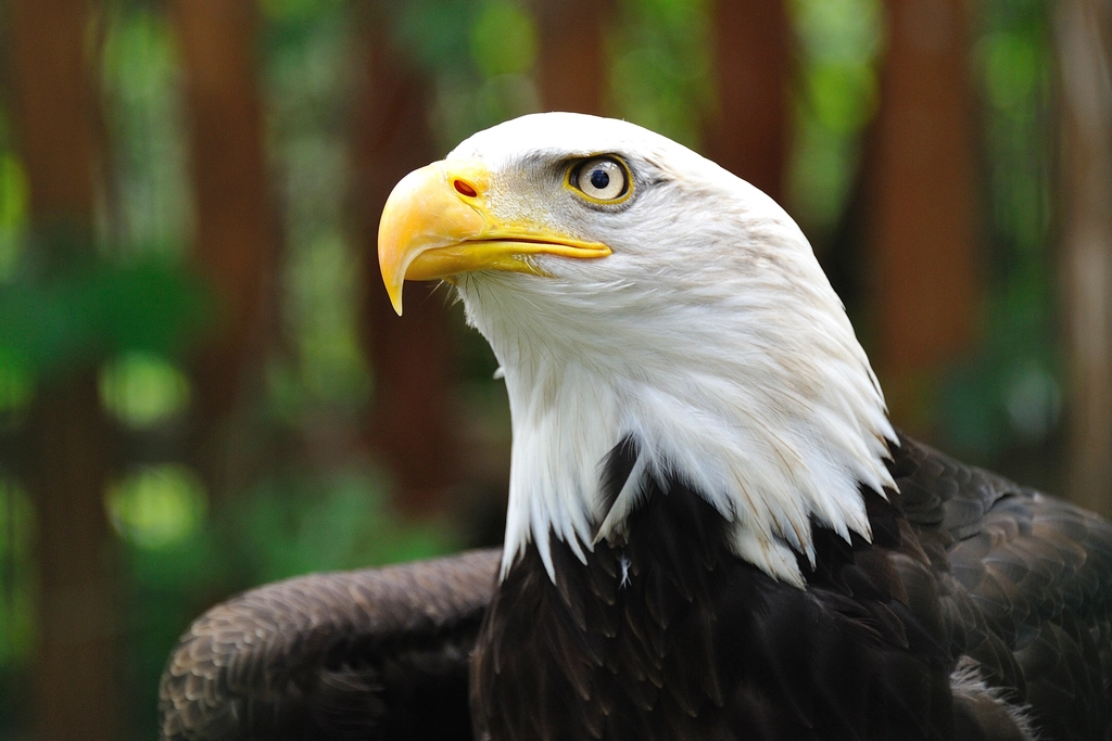 Read more about the article What Are Some Amazing Skills of Eagle Birds?