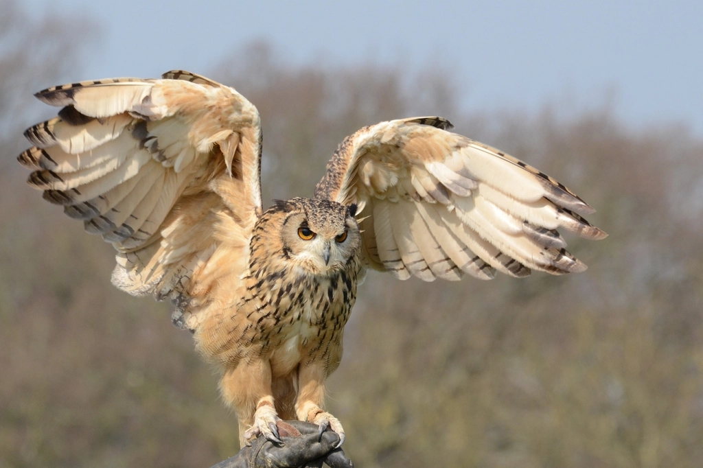 Free barn owl stretching wings