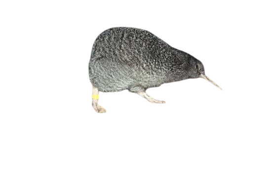 kiwi birds