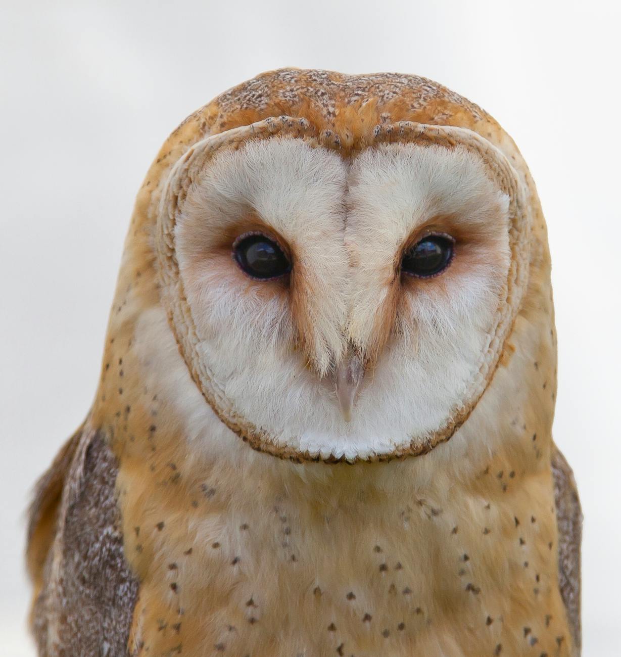 close up photo of an ural owl