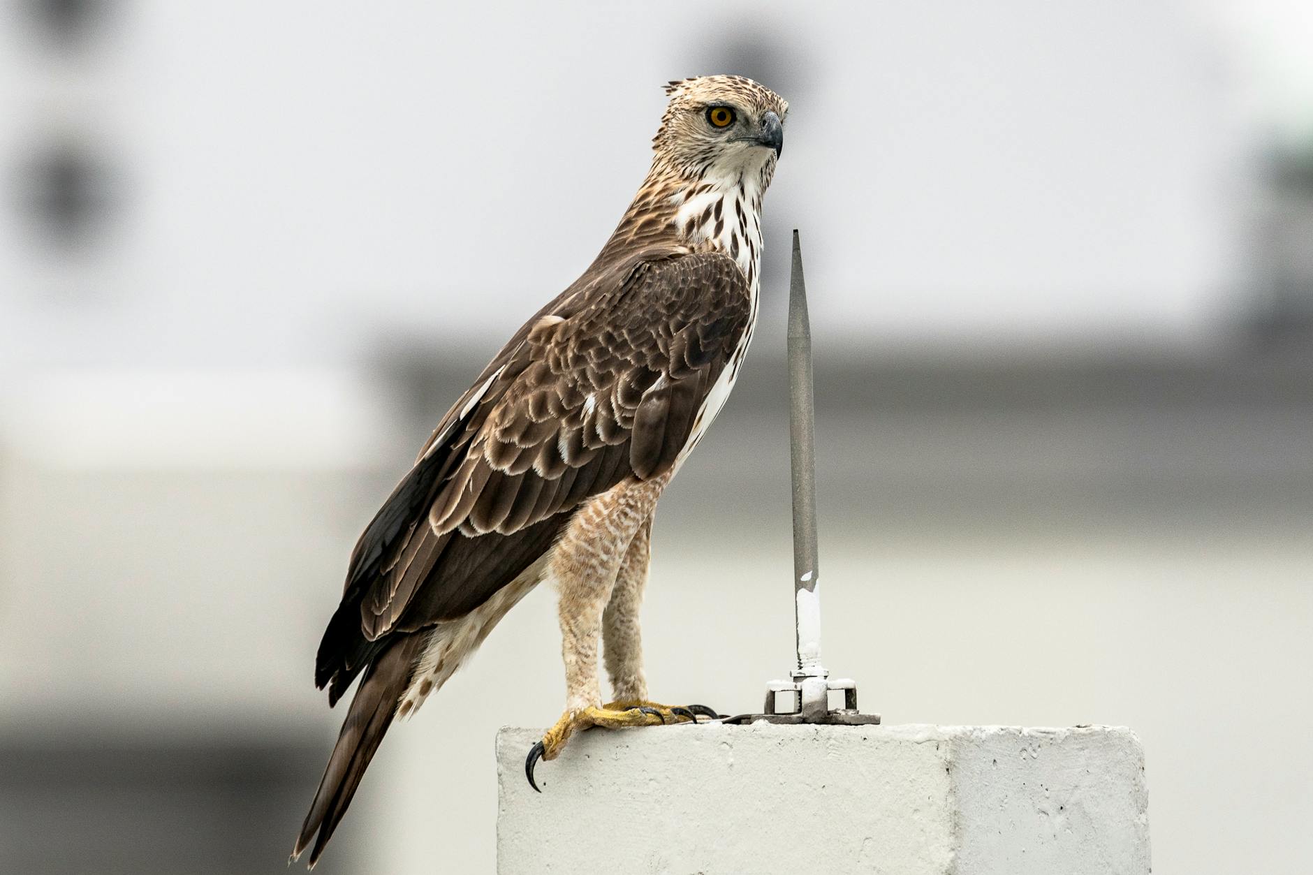 a brown eagle perched on a concrete structure