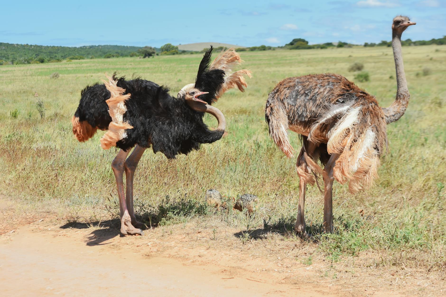 photo of ostriches