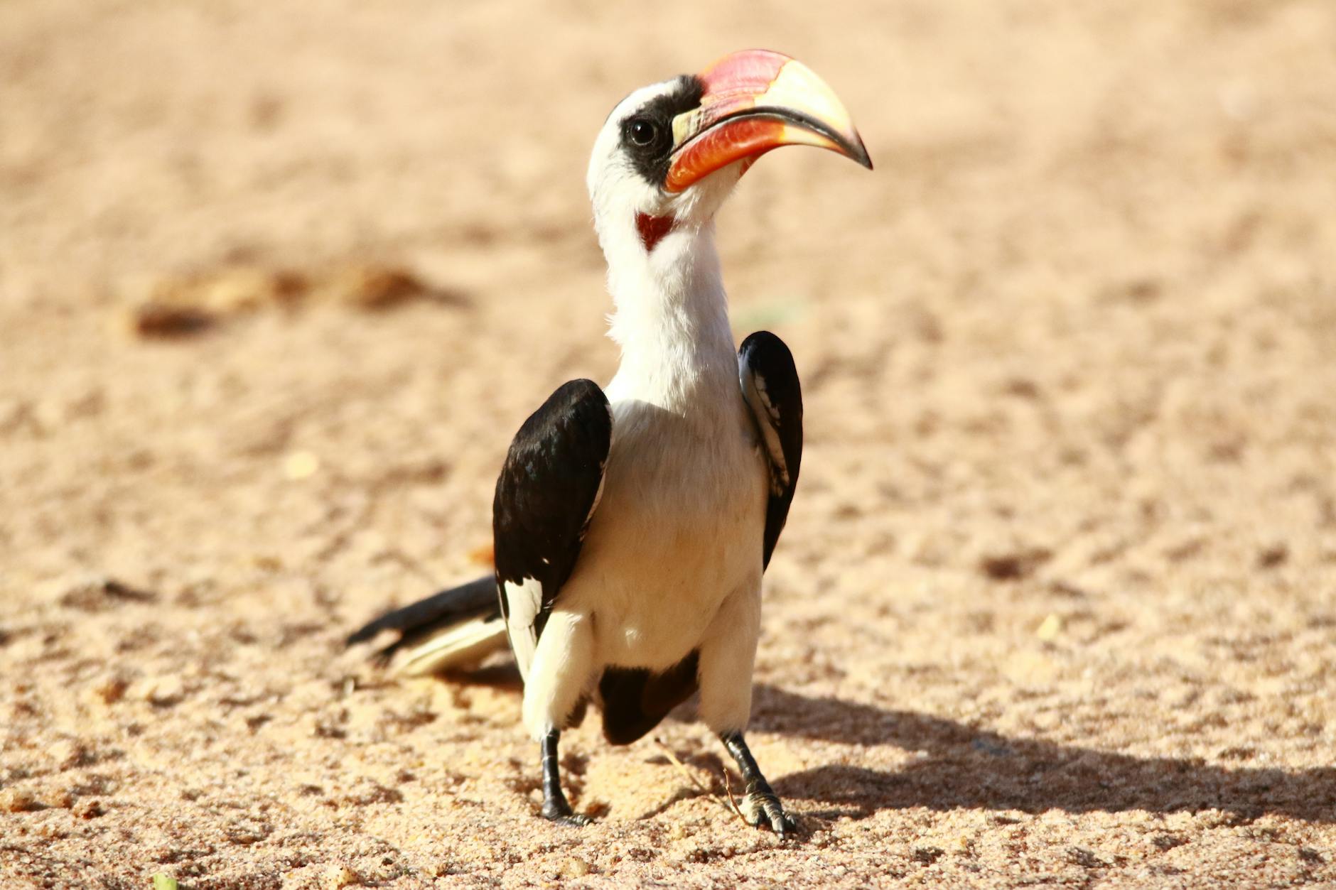 von der decken s hornbill on ground