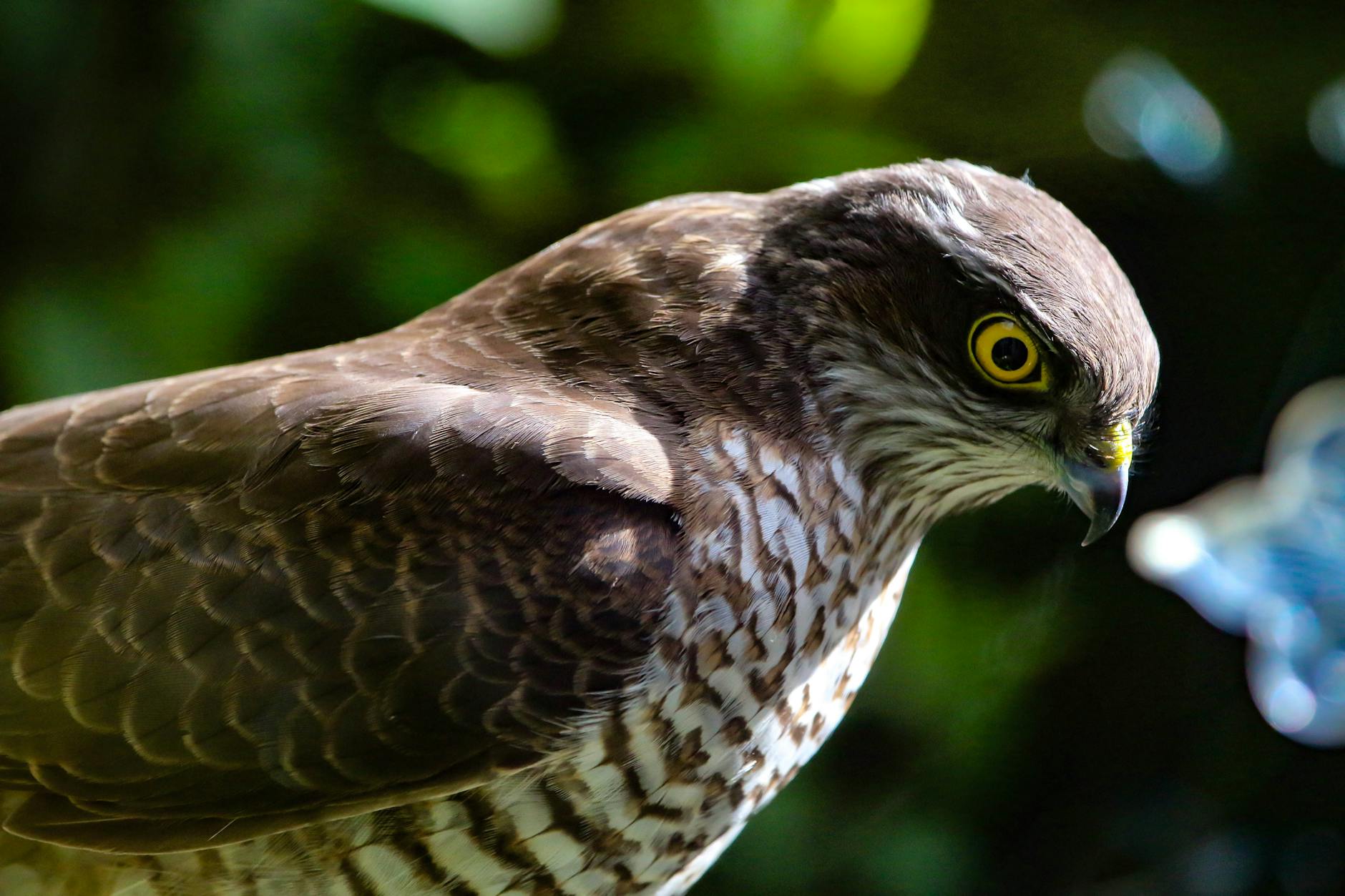 brown hawk