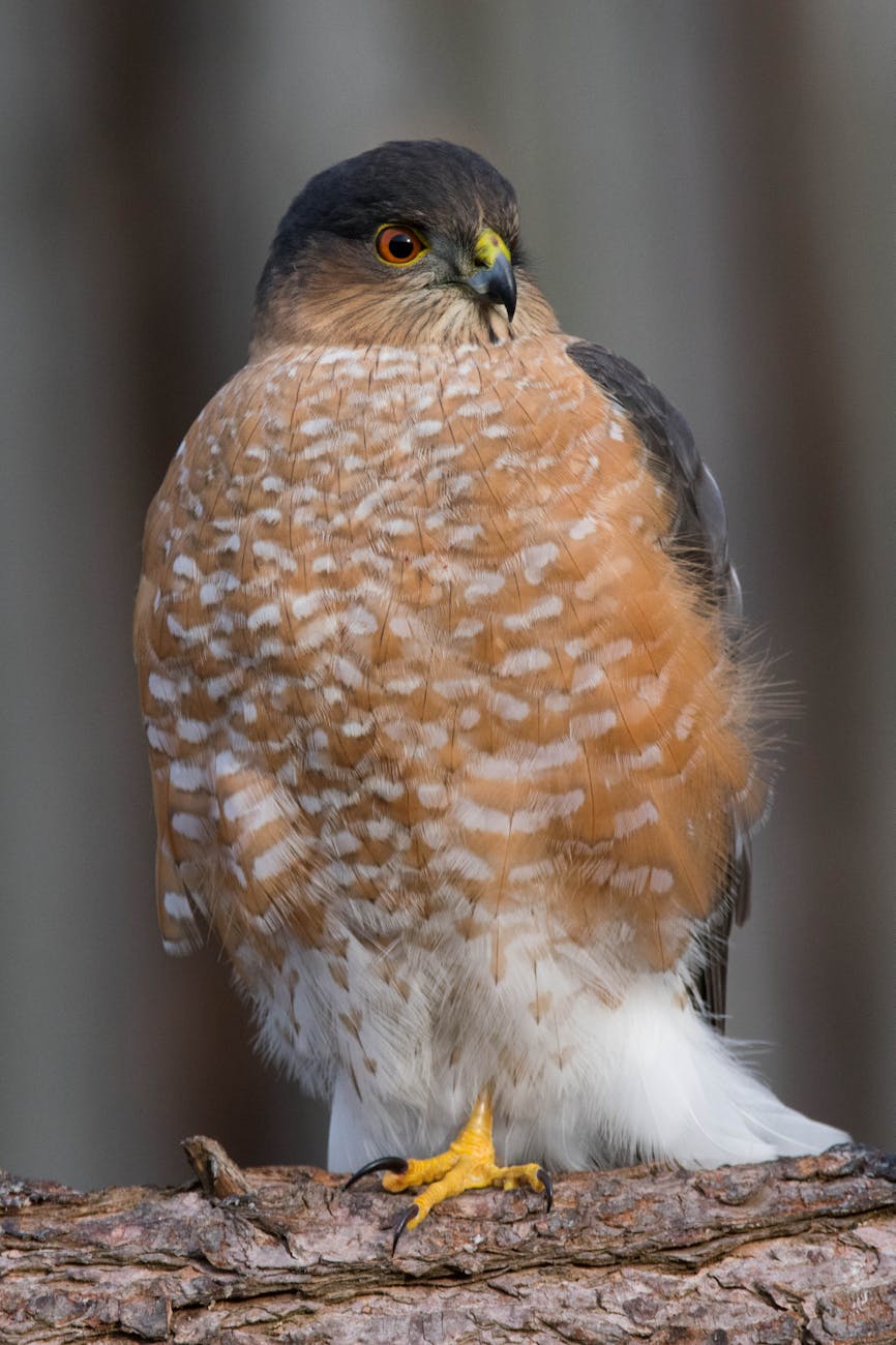 hawk in close up photography