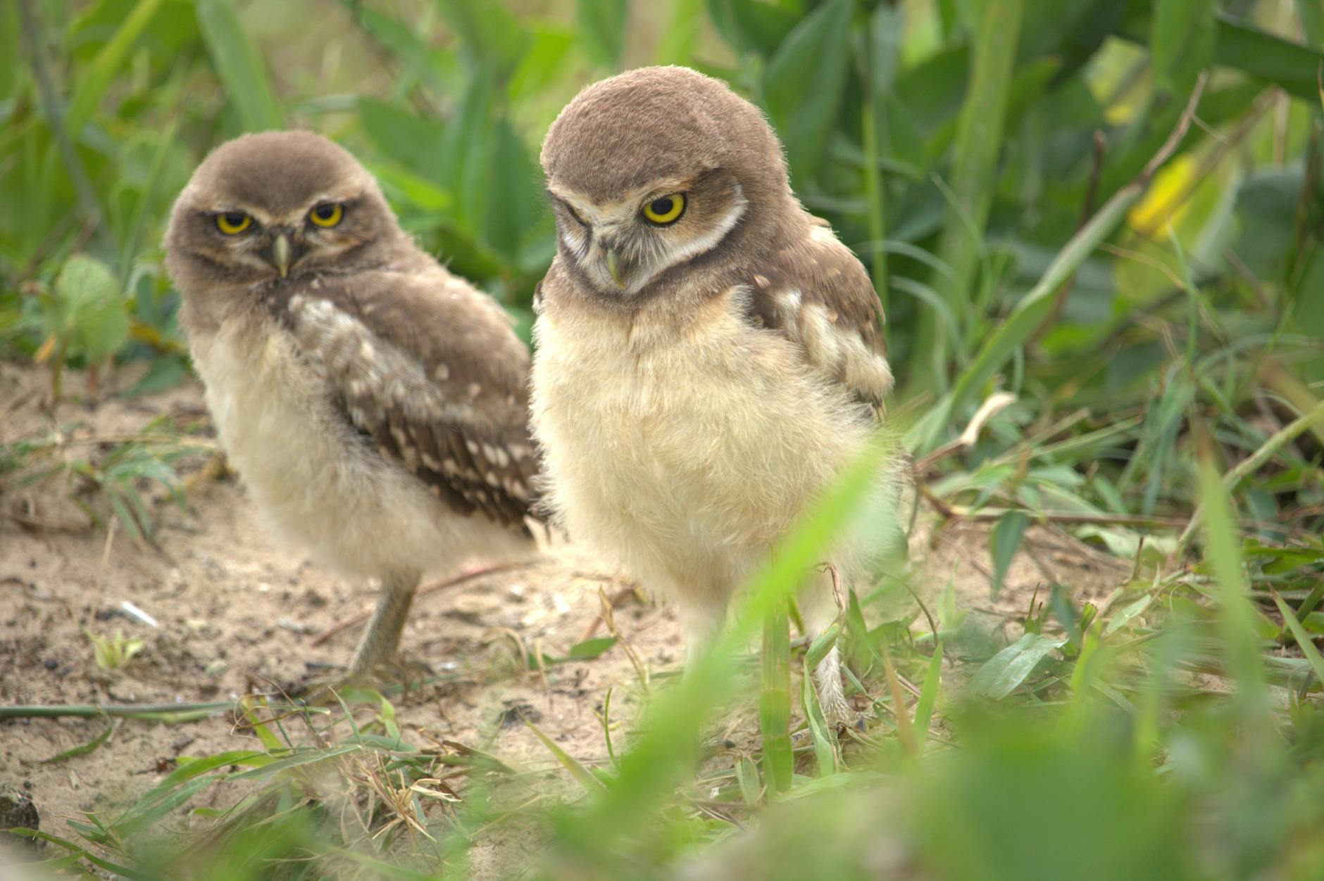 close up of owls on ground