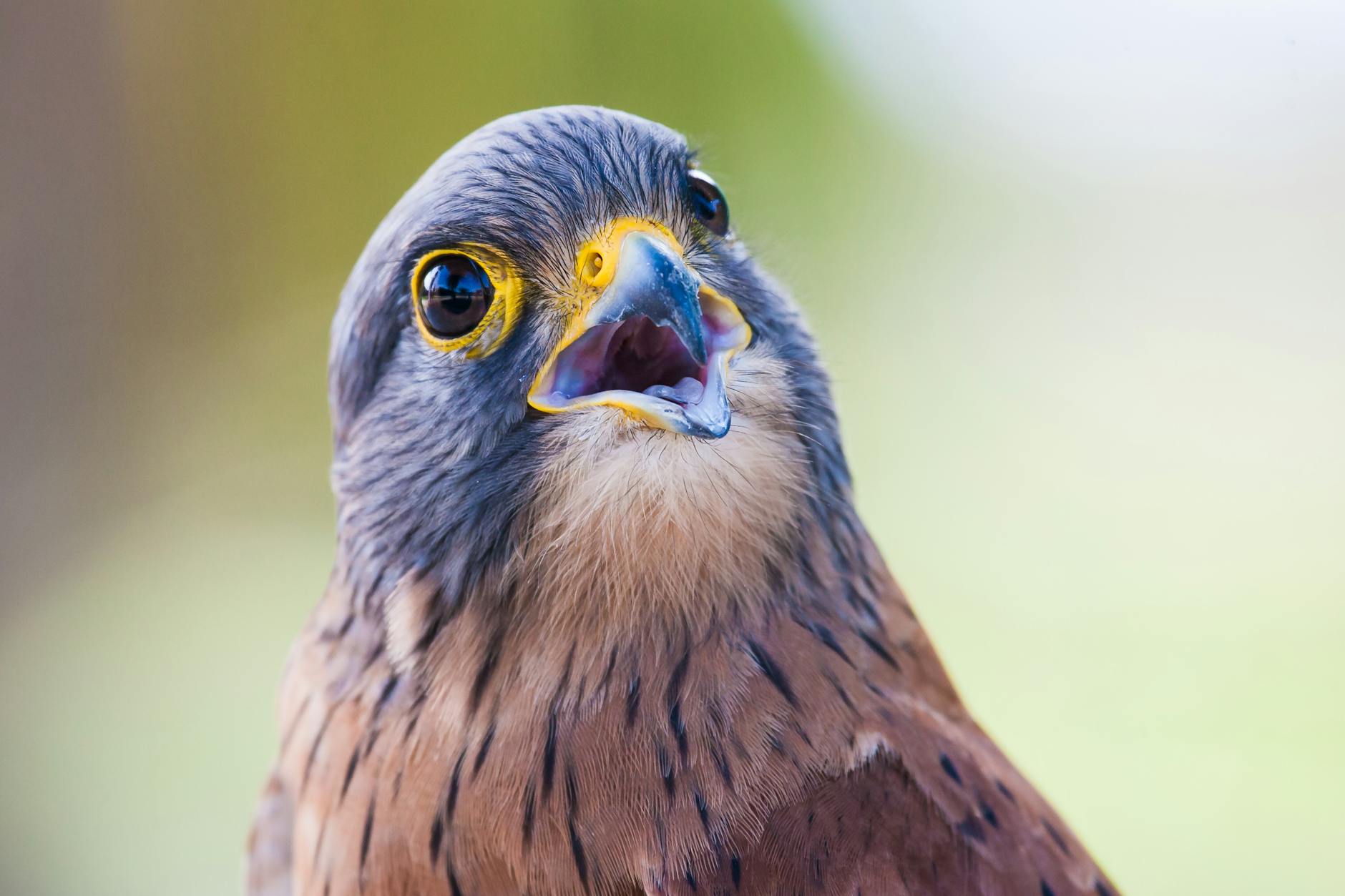 portrait photo of brown and gray bird