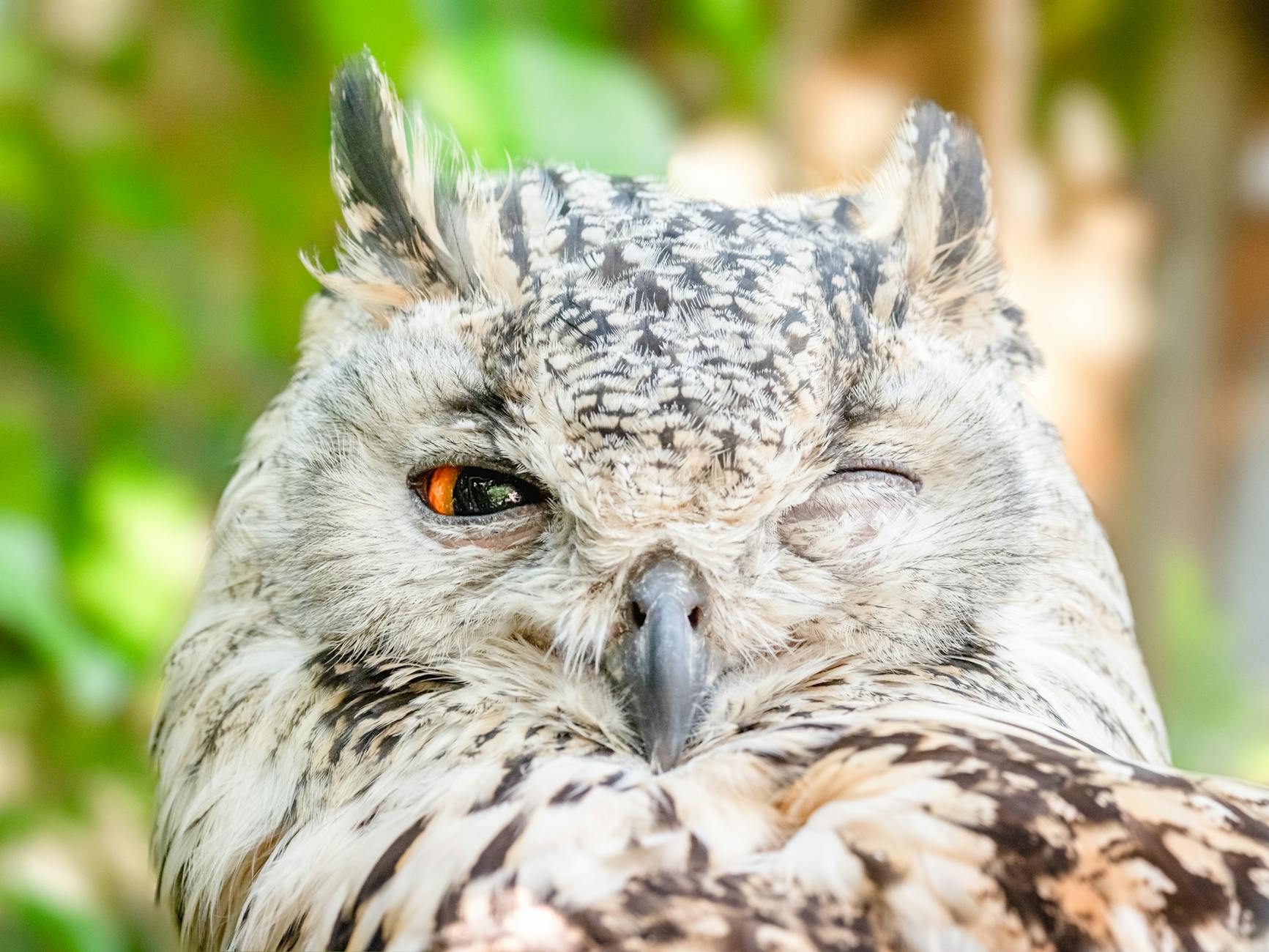 close up photo of owl with one eye open