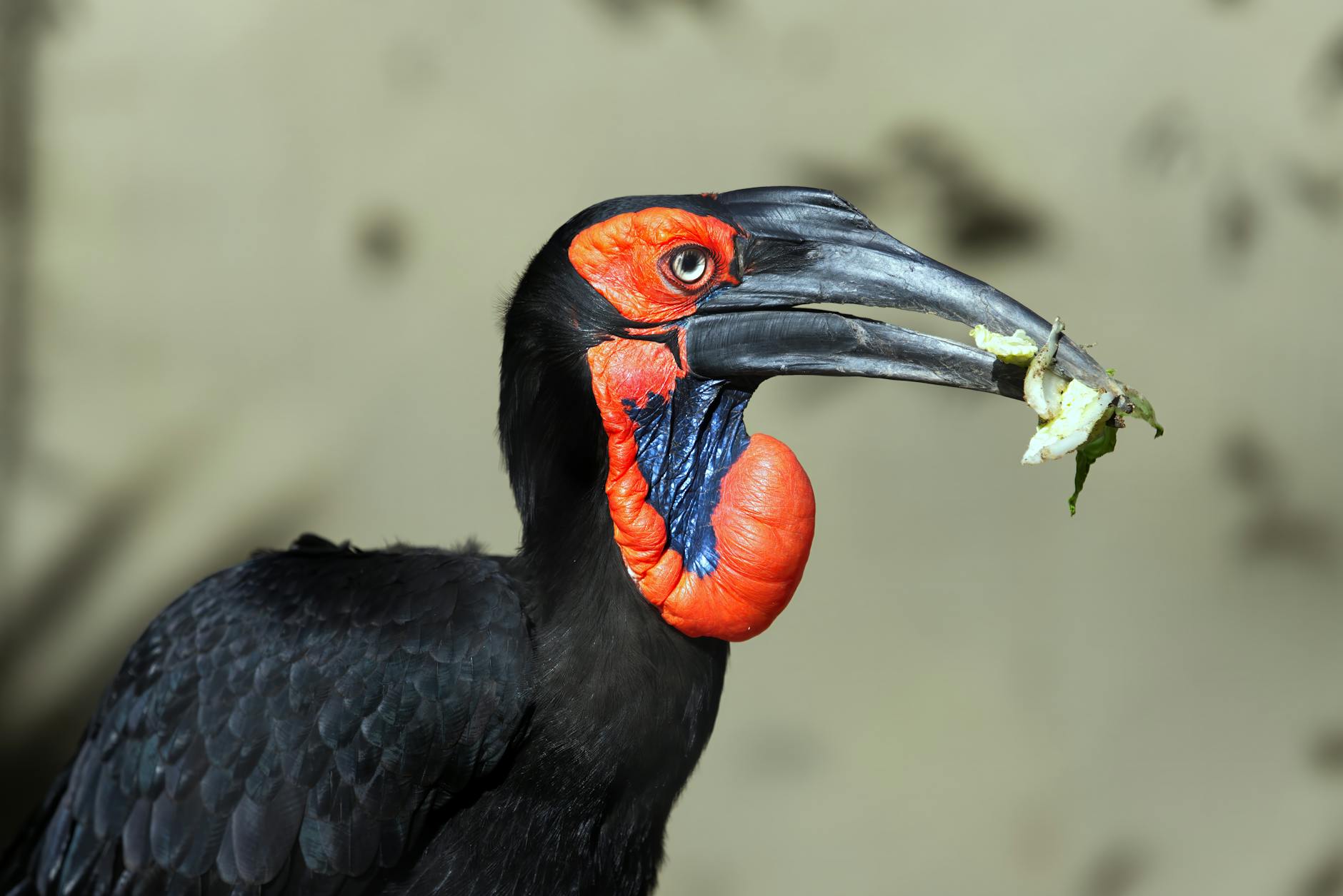 Read more about the article Where Do Hornbills Live, Their Diet, Nesting Behavior, and Importance in Ecosystems