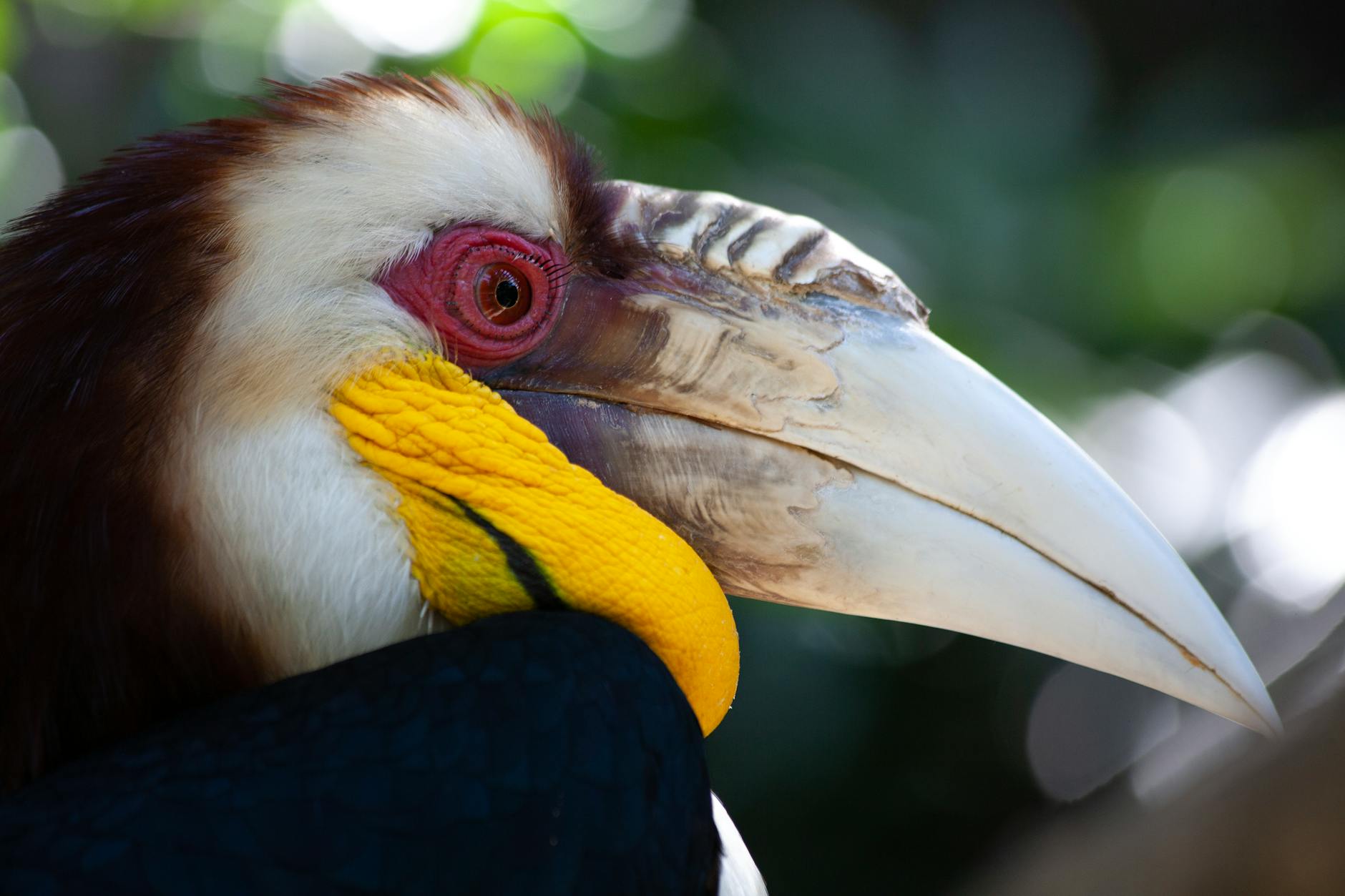 wreathed hornbill in close up