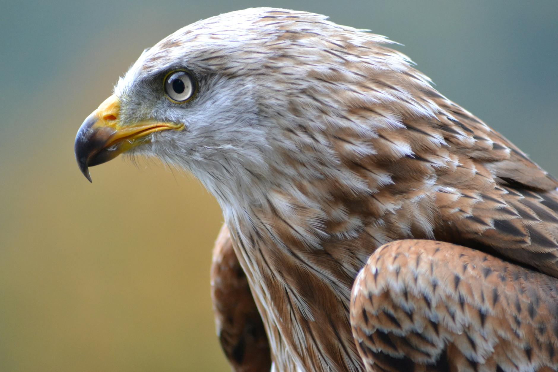 white and brown eagle