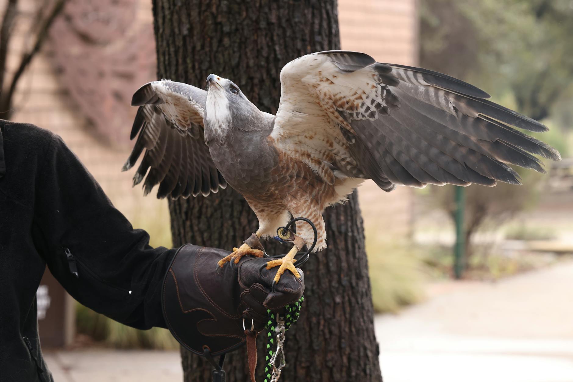 Read more about the article How Many Species of Hawk Birds Does South America Have?