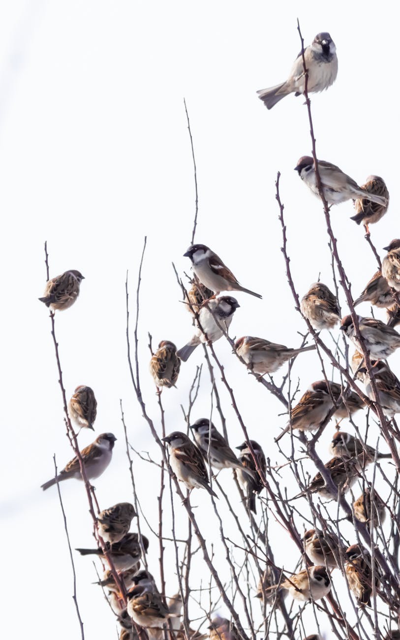 flock of sparrows on tree