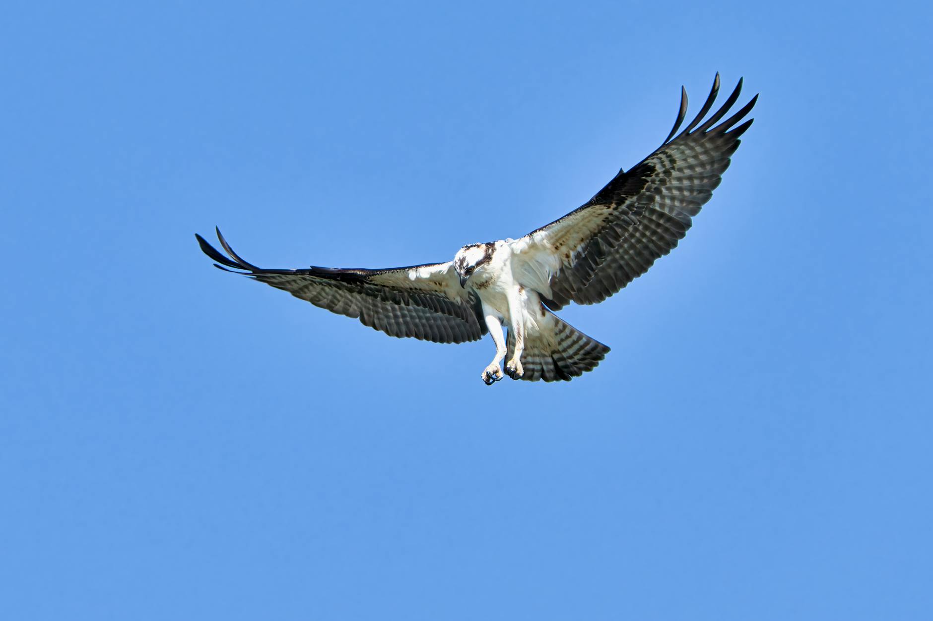 close up of an osprey in the sky