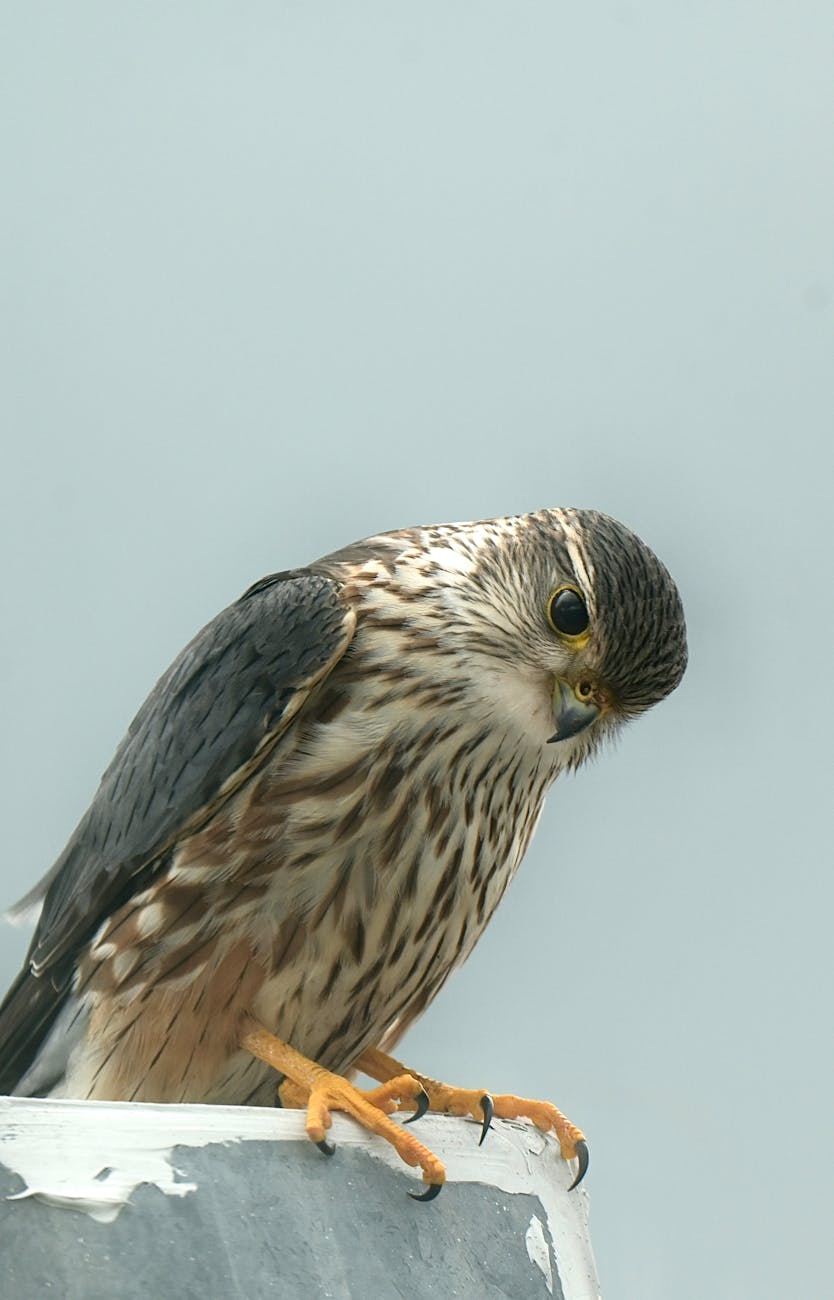 close up of a merlin