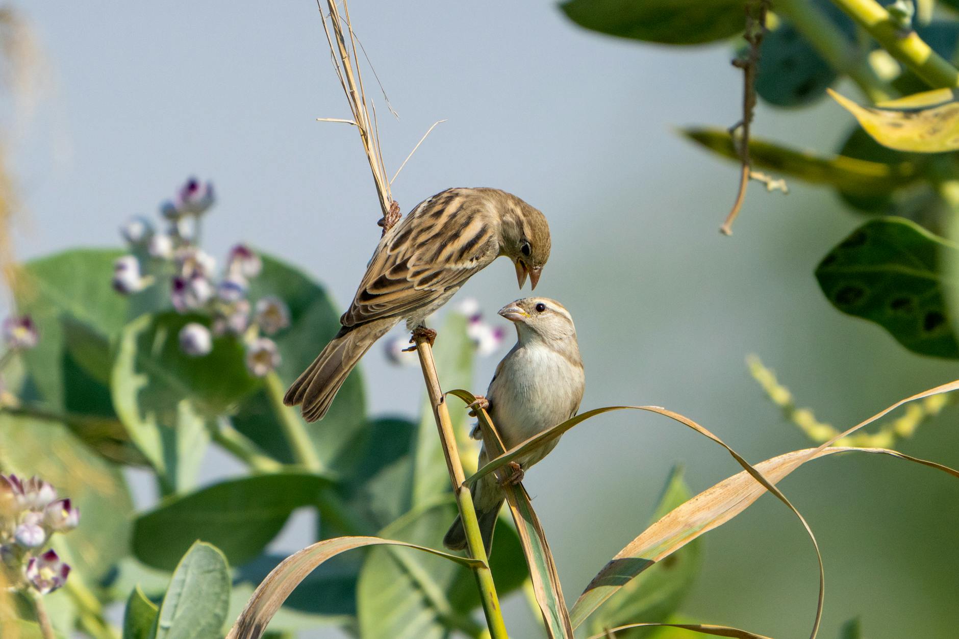 peaceful sparrows perched on greenery