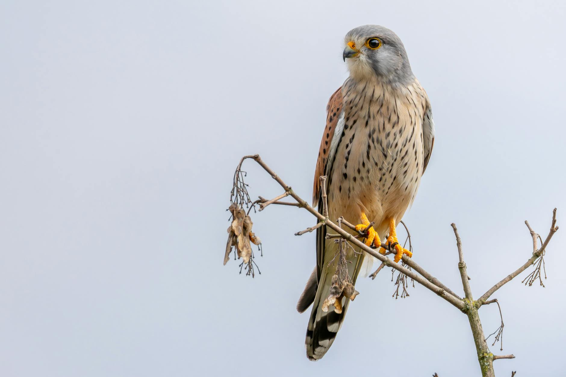 Read more about the article What is the origin of the Falcon bird, and why do Arabs love this bird?