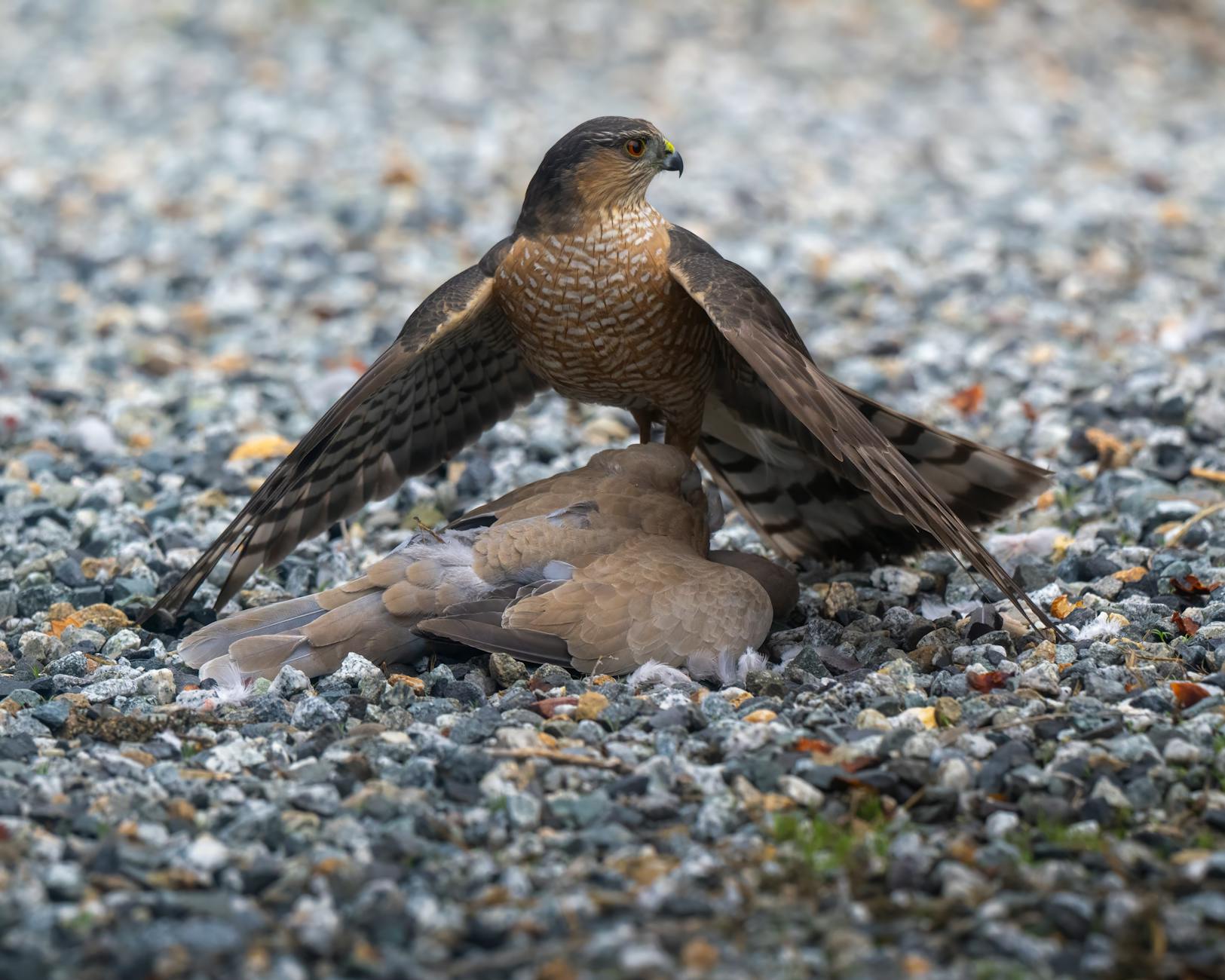 cooper s hawk capturing mourning dove on gravel